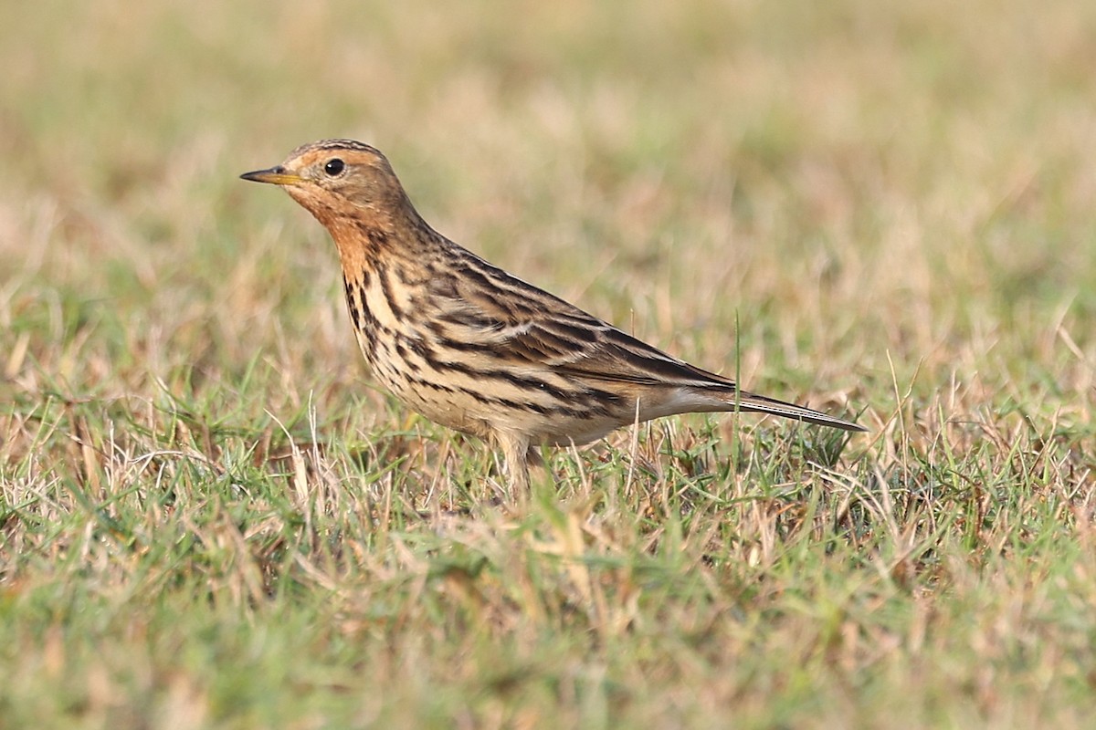 Red-throated Pipit - ML646285128