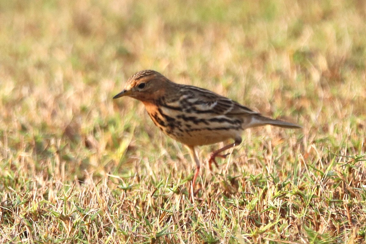 Red-throated Pipit - ML646285129