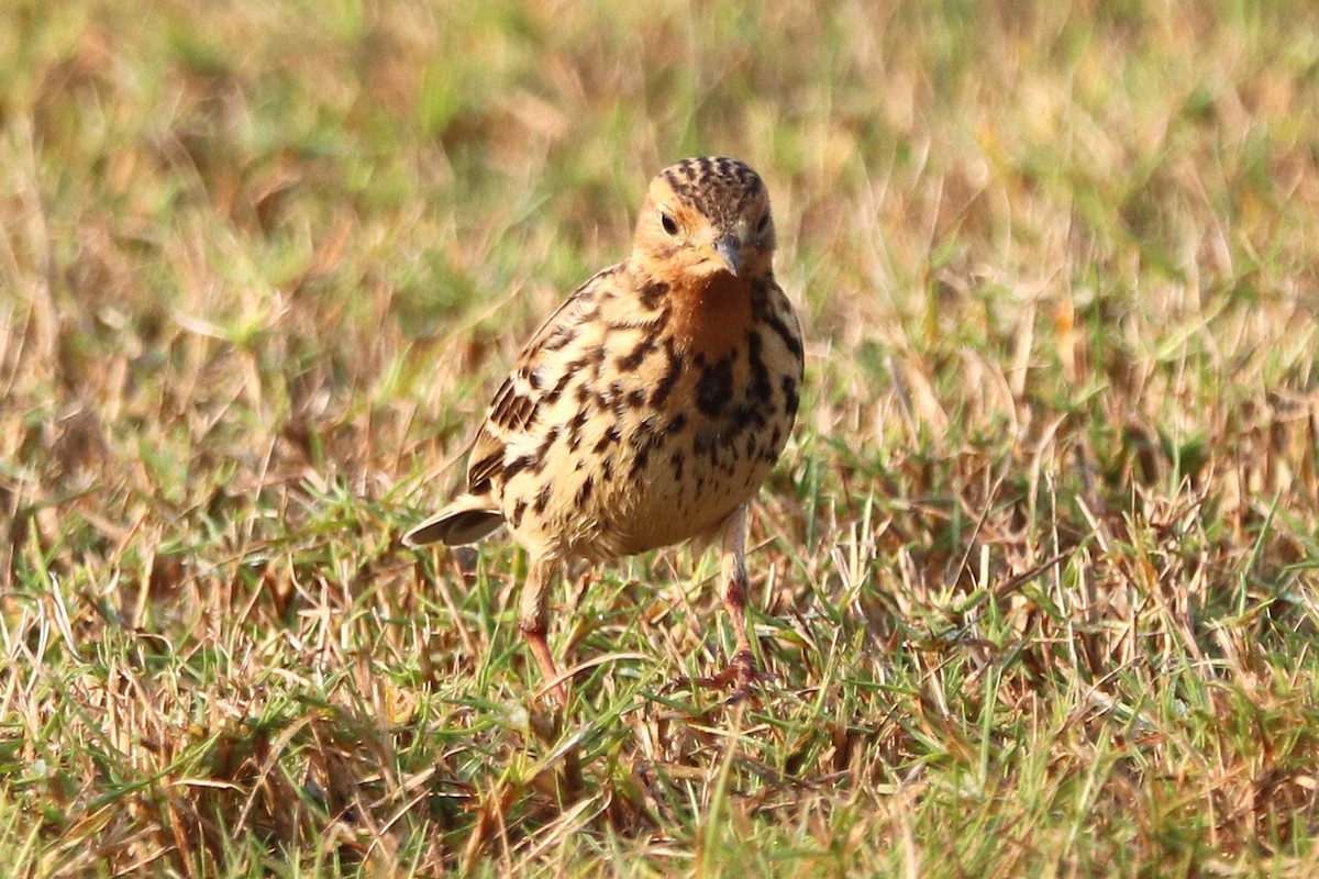 Red-throated Pipit - ML646285130