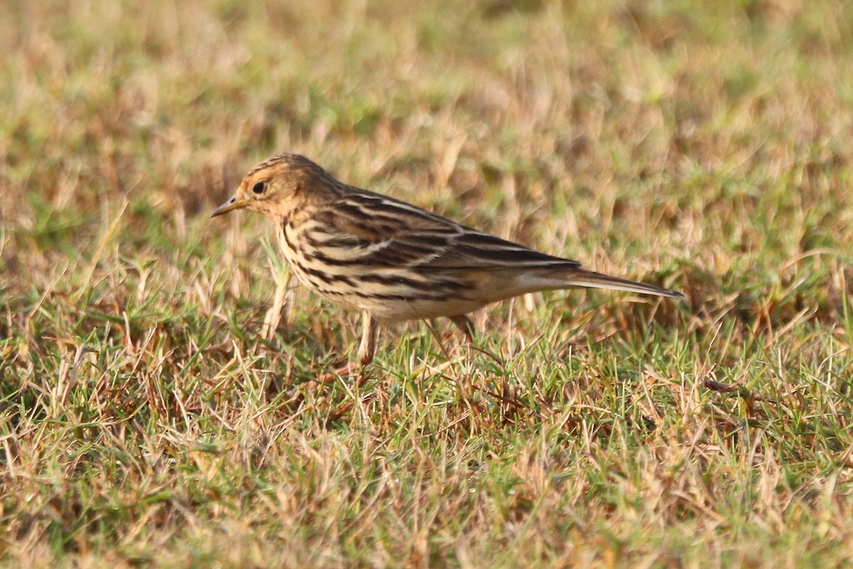 Red-throated Pipit - ML646285131