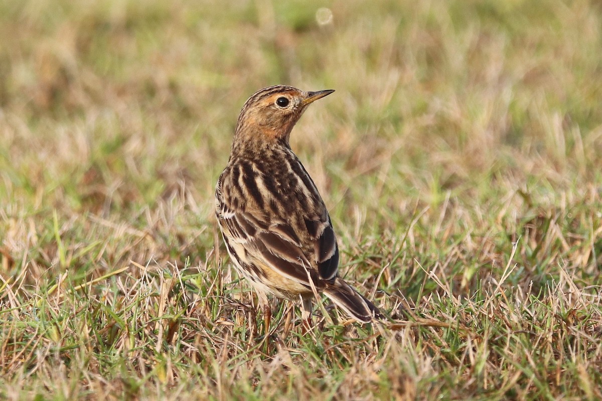Red-throated Pipit - ML646285132