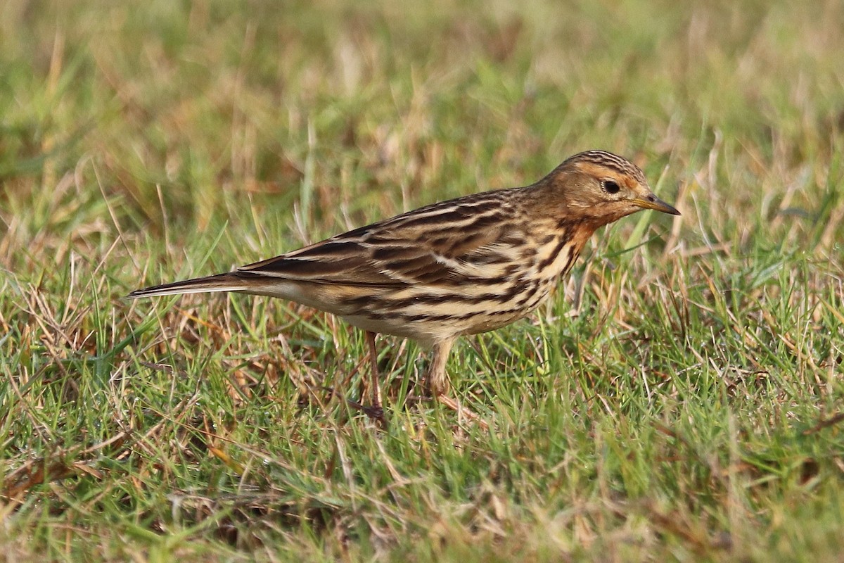 Red-throated Pipit - ML646285133