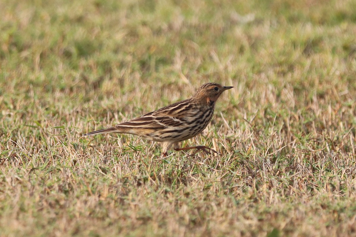 Red-throated Pipit - ML646285134