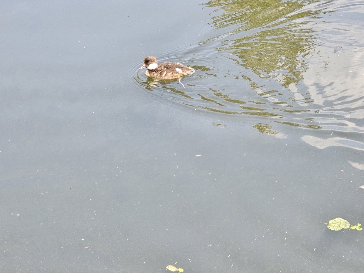 Common Goldeneye - ML646285135