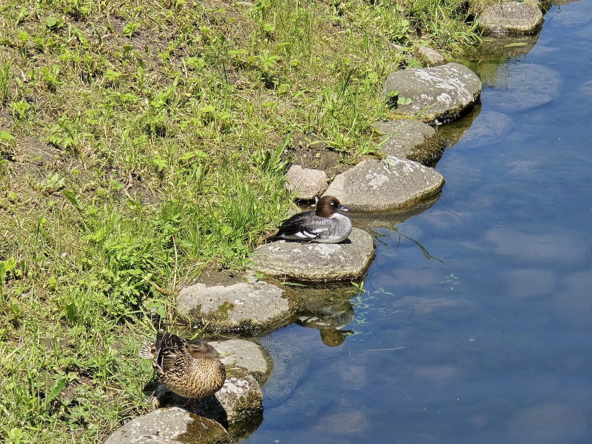 Common Goldeneye - ML646285136