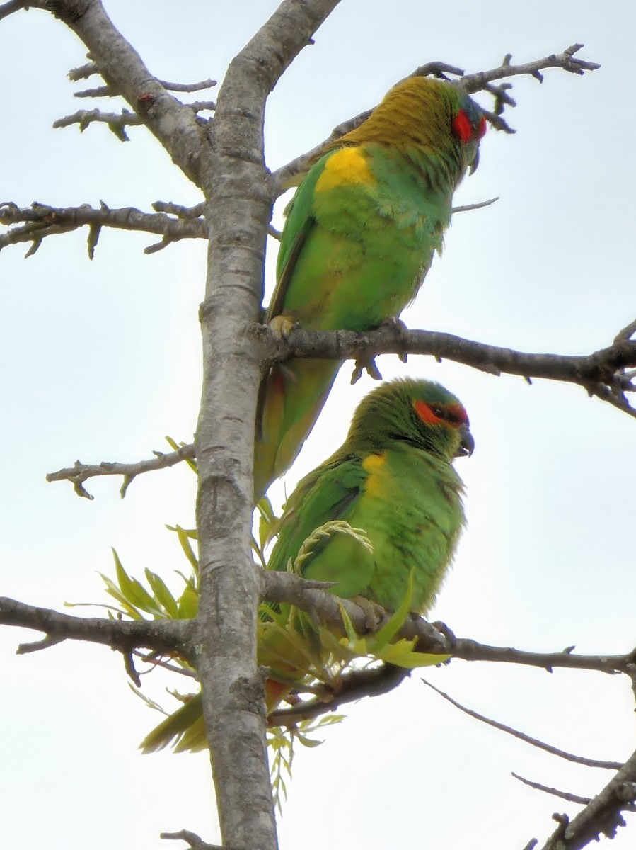 Musk Lorikeet - ML646285137