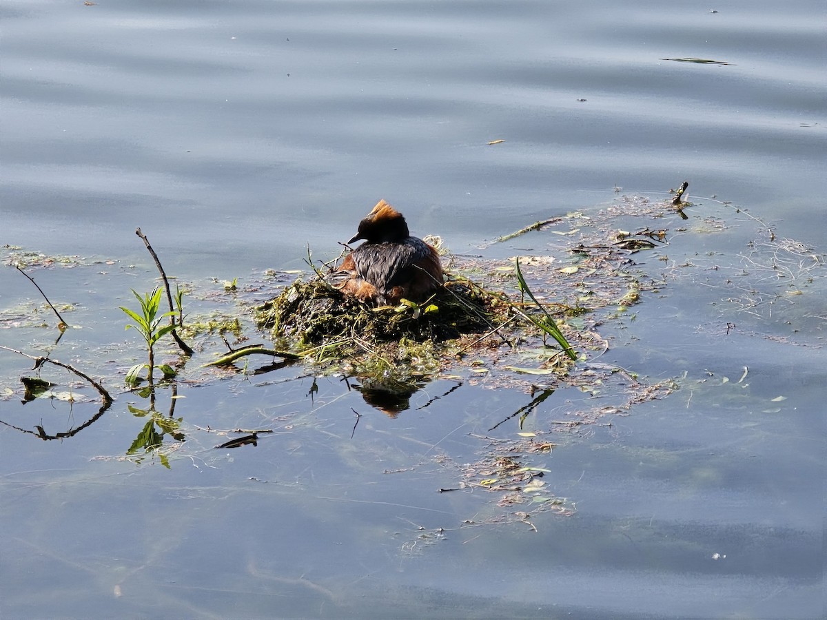 Ухаа шунгуур - ML646285138