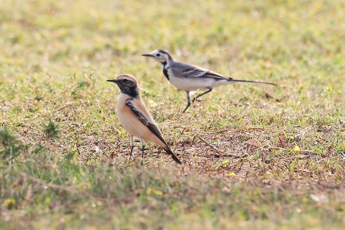 Desert Wheatear - ML646285141