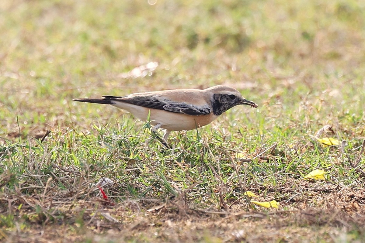 Desert Wheatear - ML646285142
