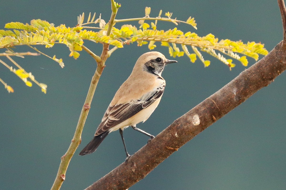 Desert Wheatear - ML646285143