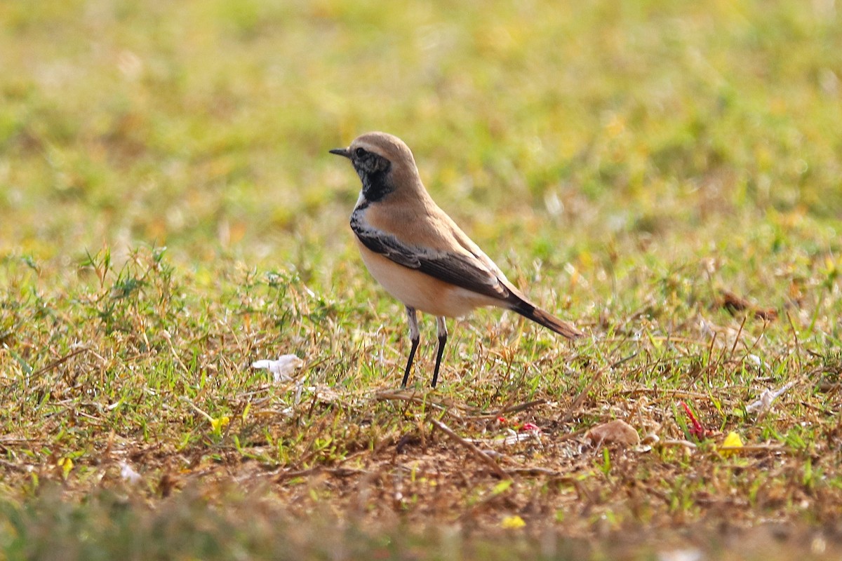 Desert Wheatear - ML646285144