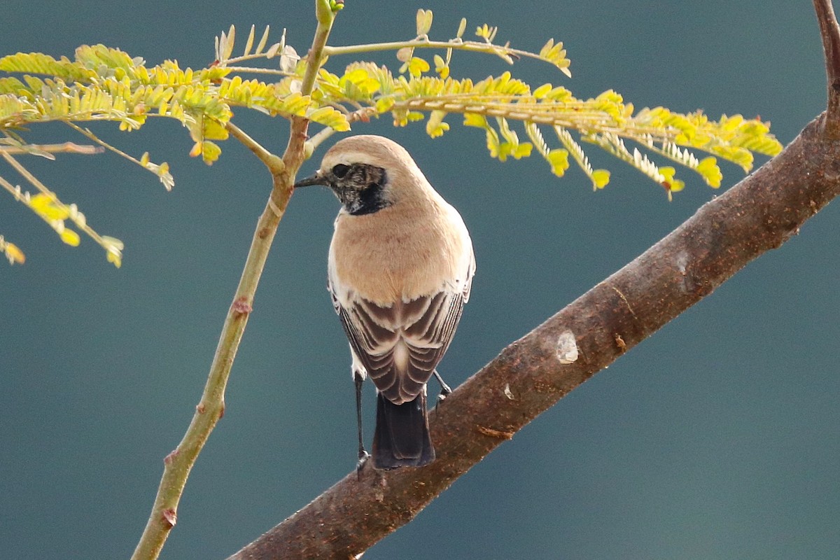 Desert Wheatear - ML646285145