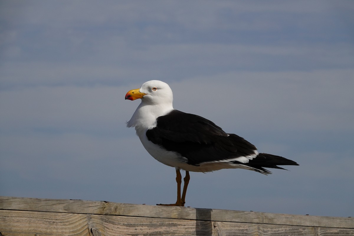 Большеклювая чайка - ML646285148