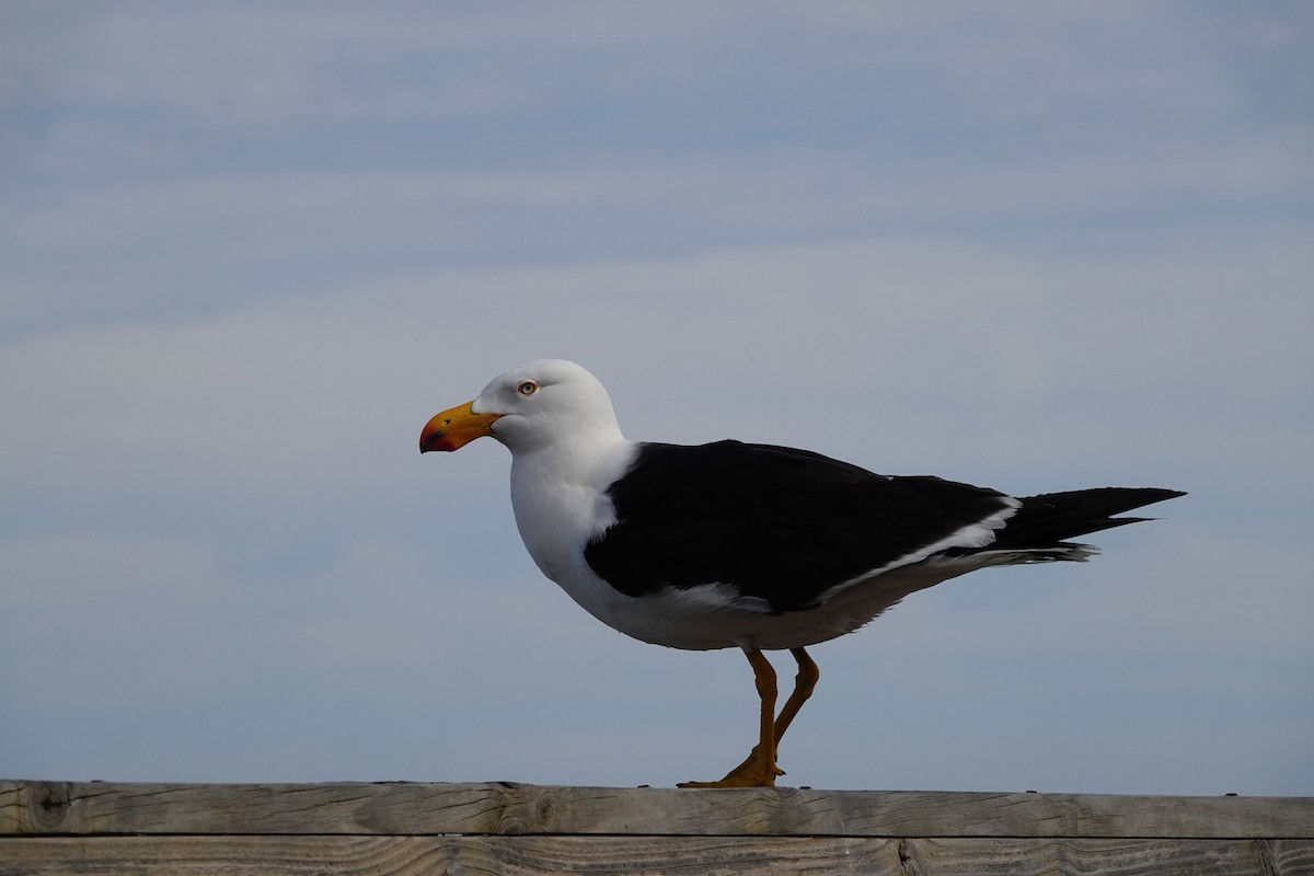 Большеклювая чайка - ML646285149