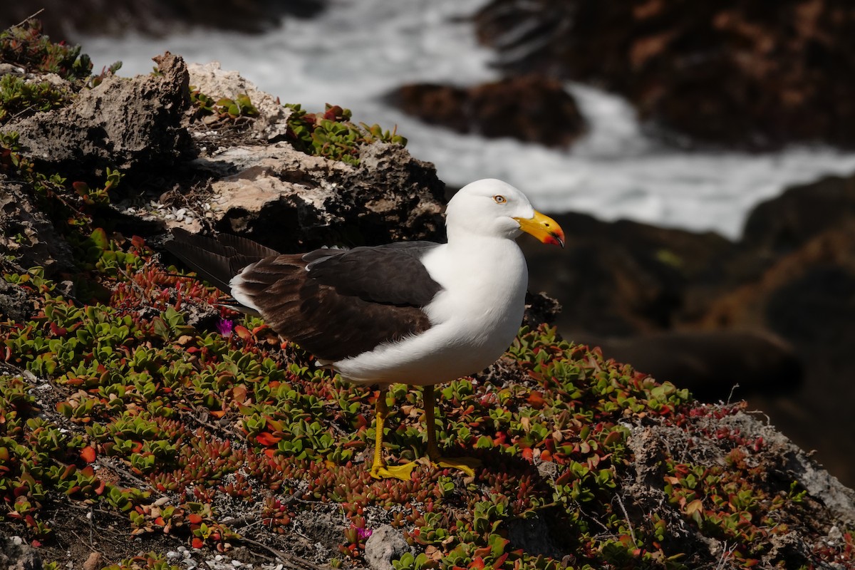Большеклювая чайка - ML646285150