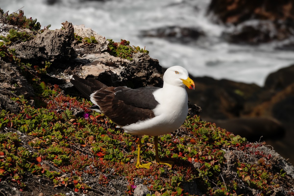 Большеклювая чайка - ML646285151