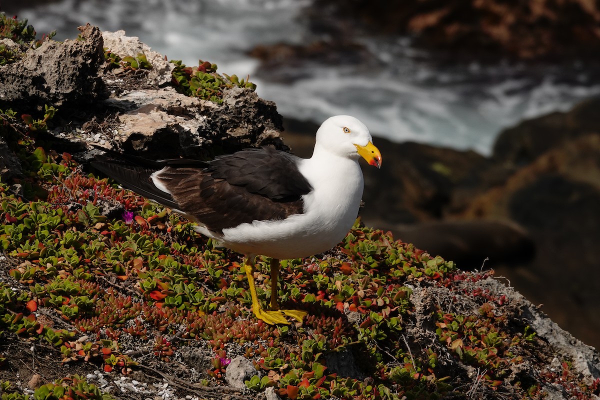Большеклювая чайка - ML646285152