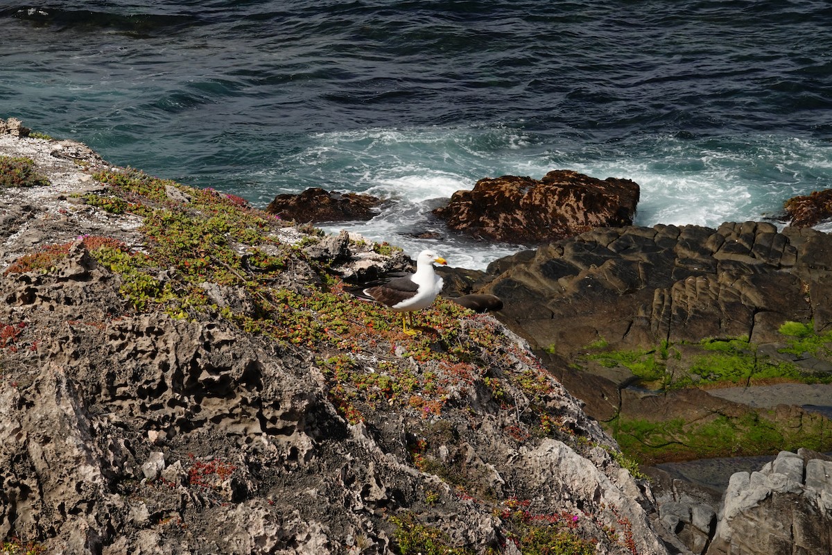 Большеклювая чайка - ML646285153