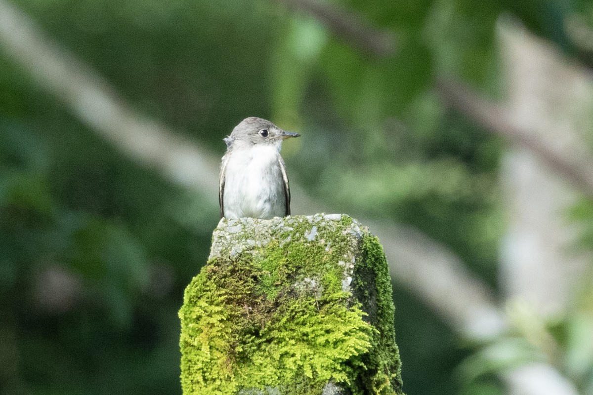 Восточный пиви - ML646285154