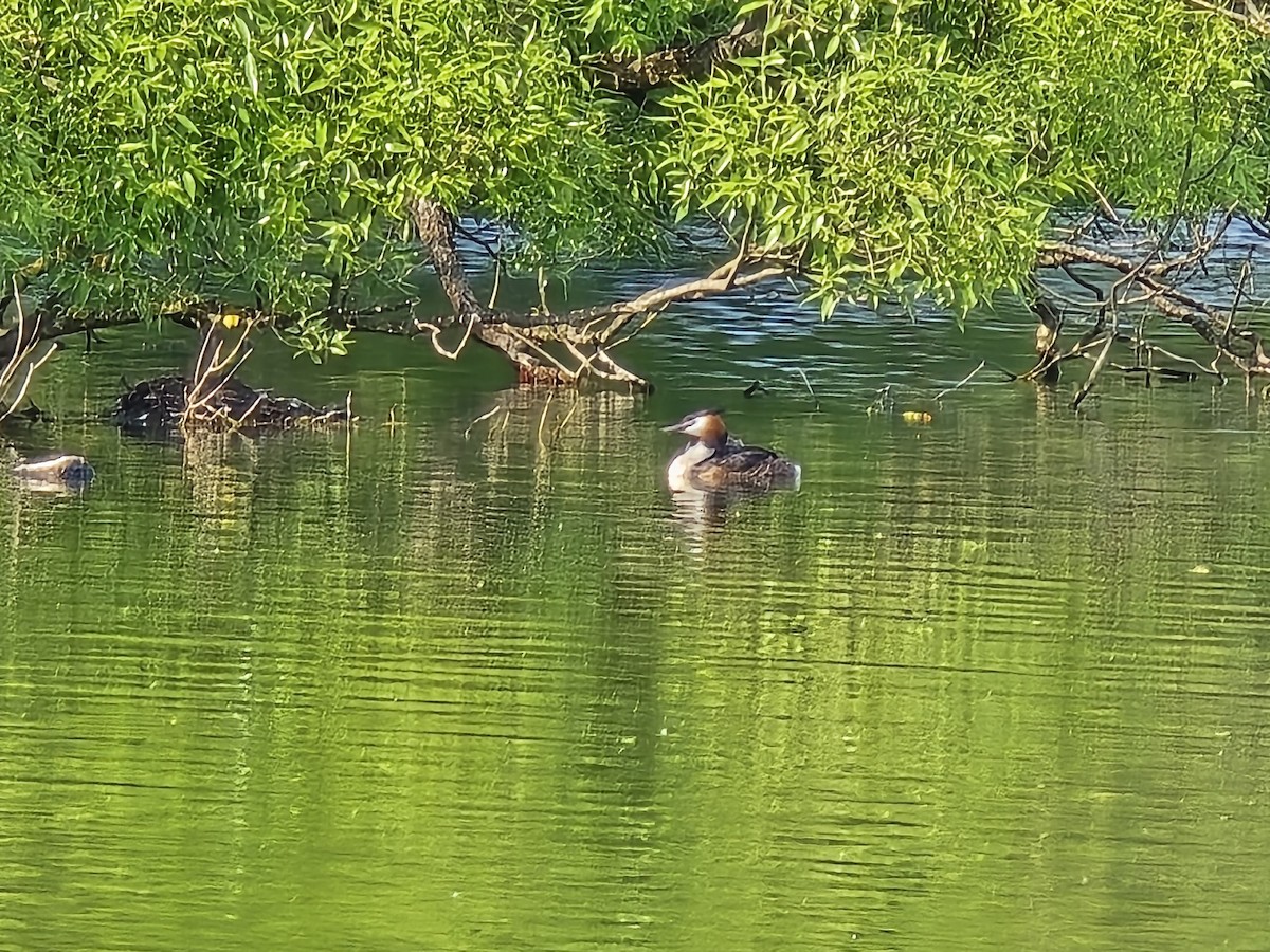 Чомга - ML646285155