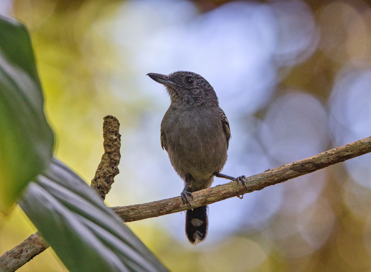 Черногорлая тараба - ML646285158