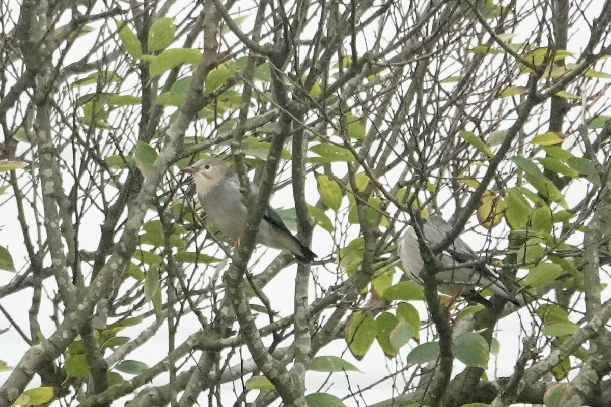 Красноклювый скворец - ML646285159