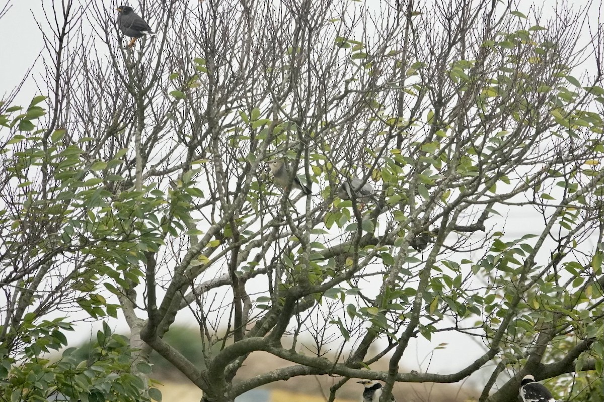 Красноклювый скворец - ML646285160