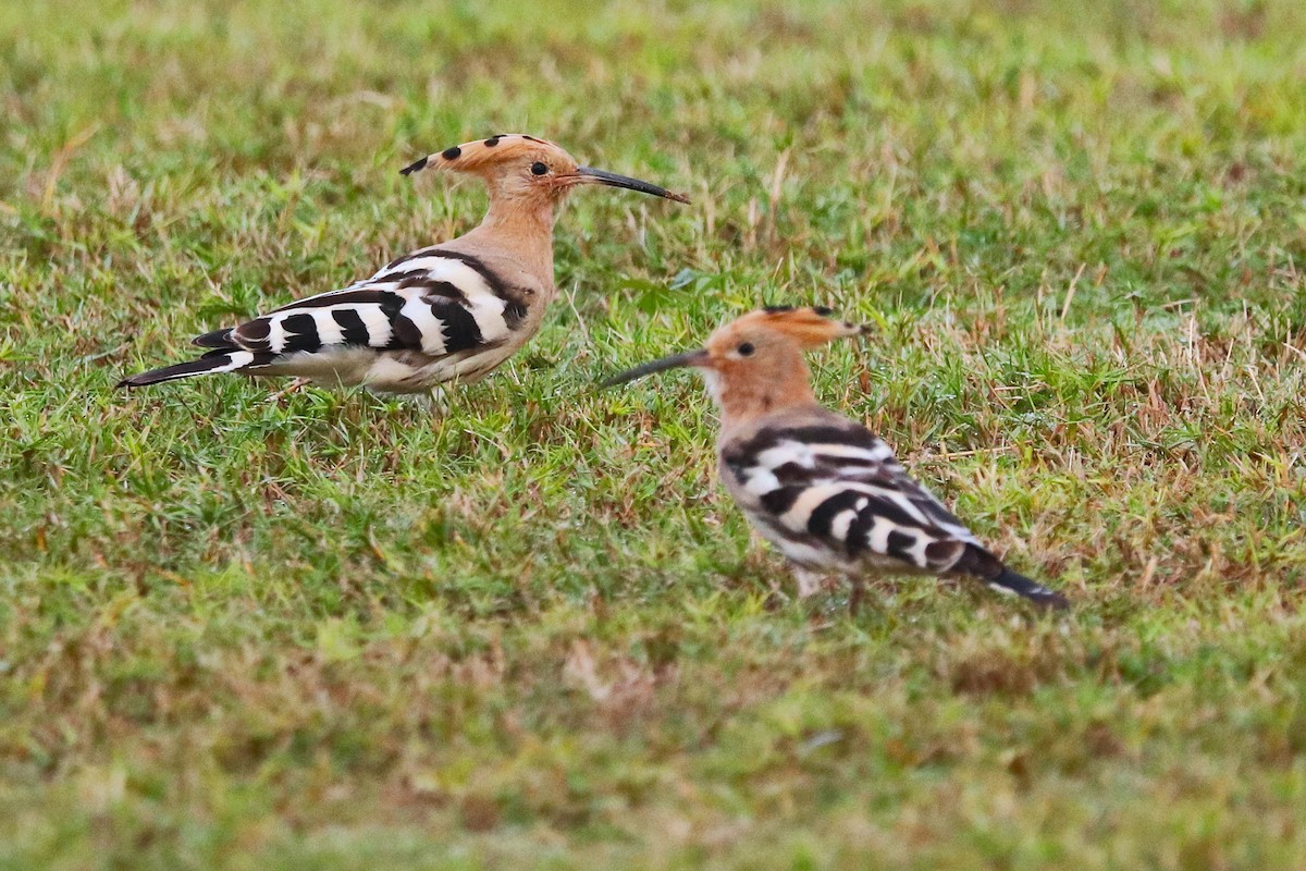 Удод - ML646285161