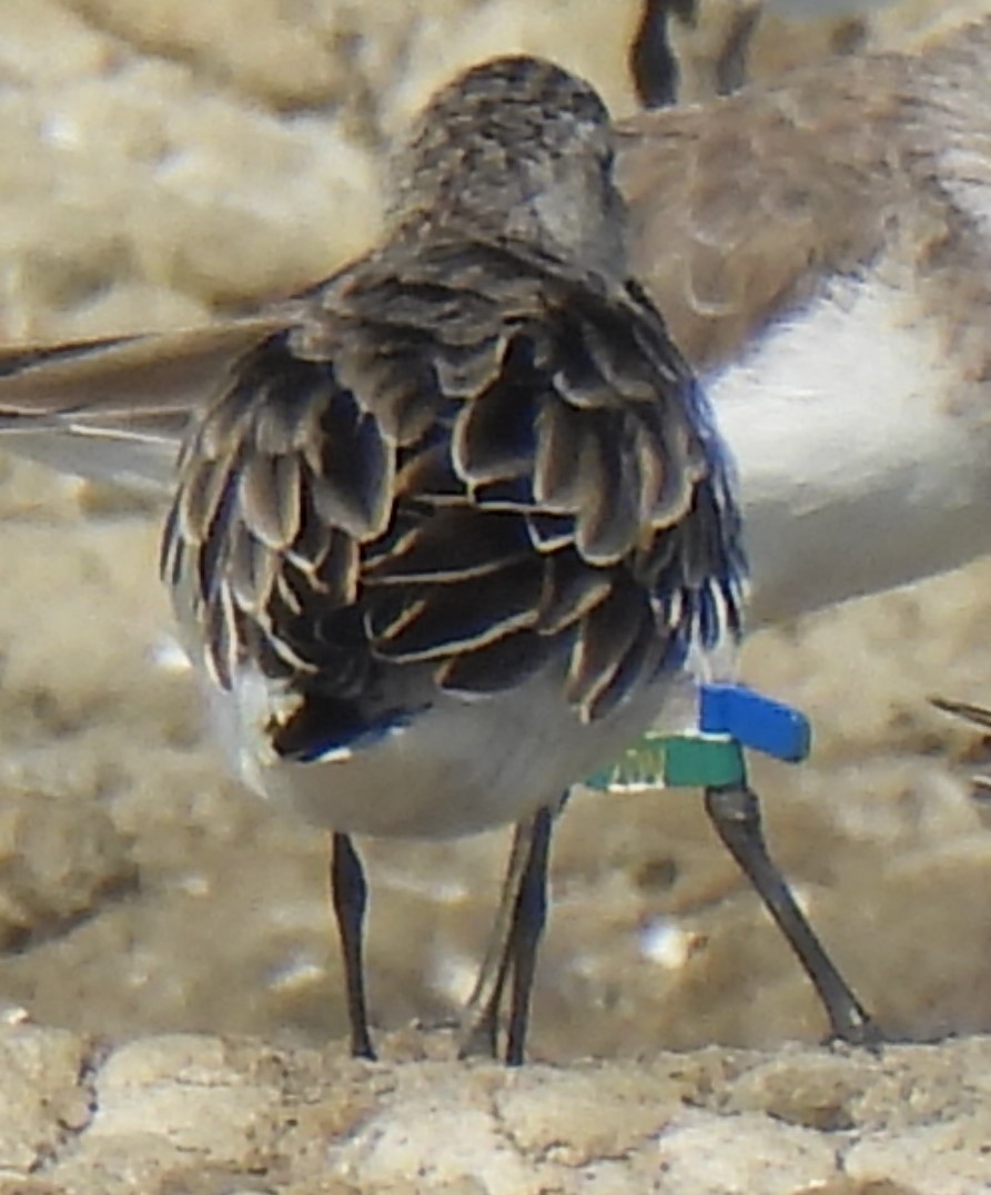 Краснозобик - ML646285162