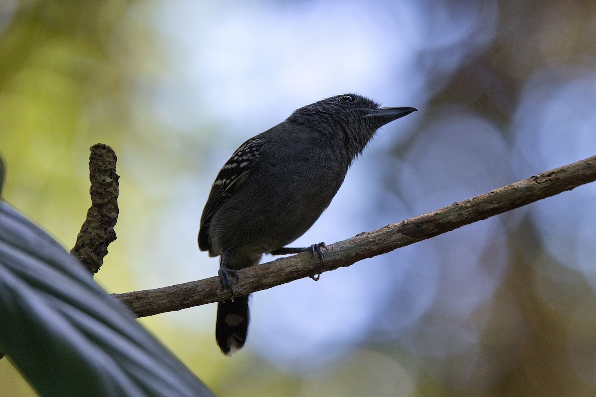 Черногорлая тараба - ML646285163