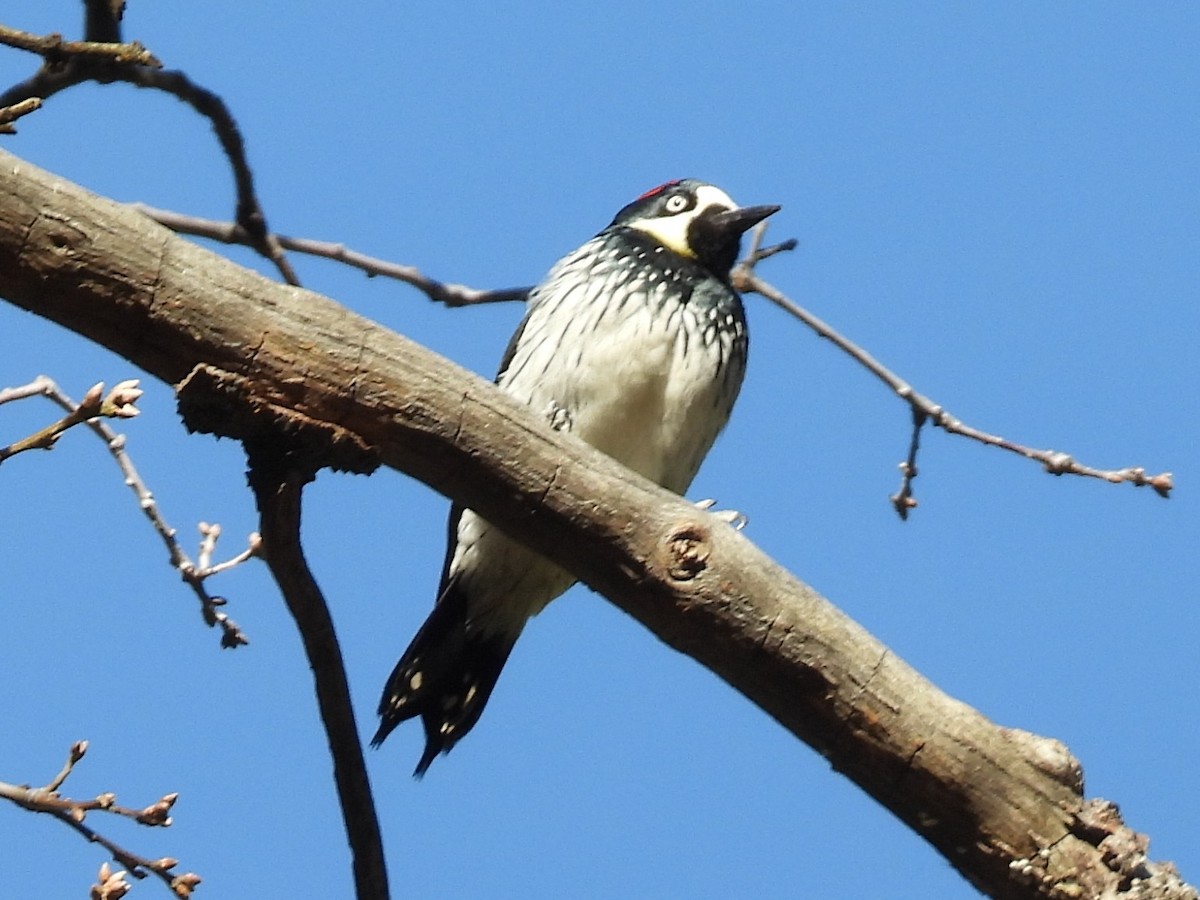 Желудёвый дятел - ML646285164