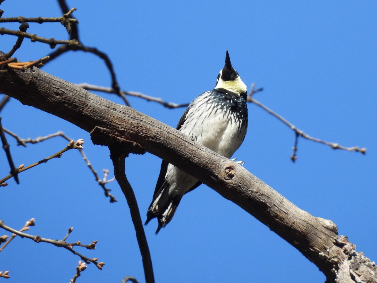 Желудёвый дятел - ML646285165