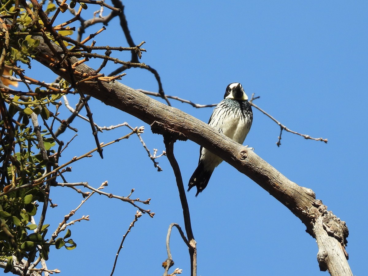 Желудёвый дятел - ML646285166