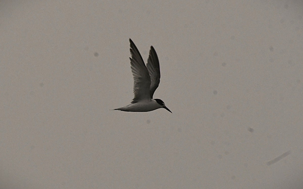 Малая крачка - ML646285167