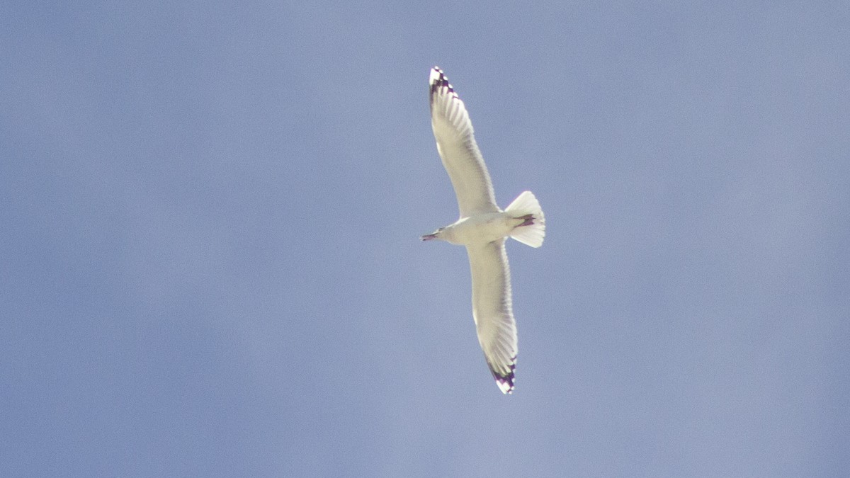 Хохотунья - ML646285168