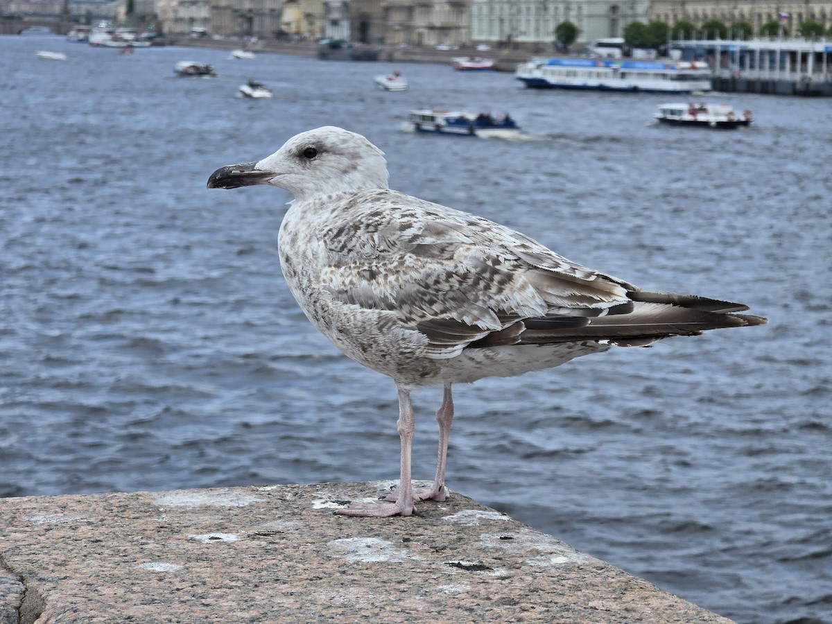 Серебристая чайка - ML646285170