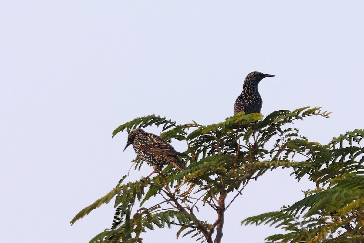 Обыкновенный скворец - ML646285171