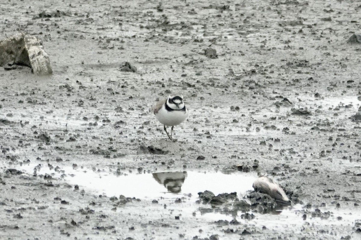 Малый зуёк - ML646285172