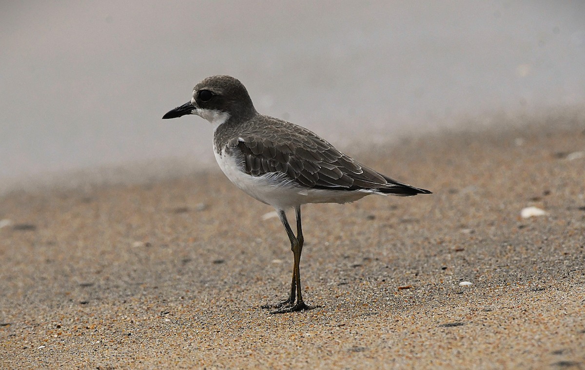 Толстоклювый зуёк - ML646285174