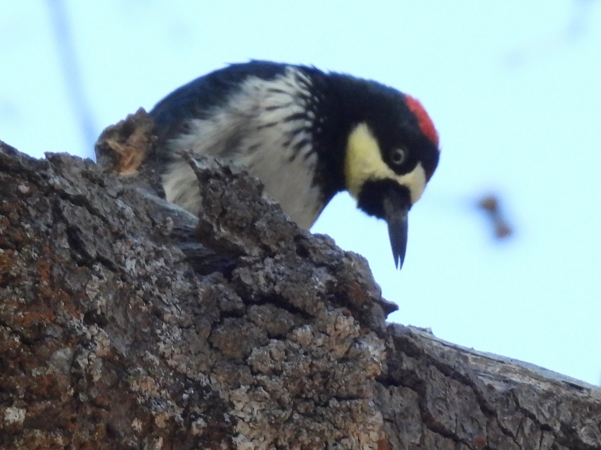 Желудёвый дятел - ML646285175