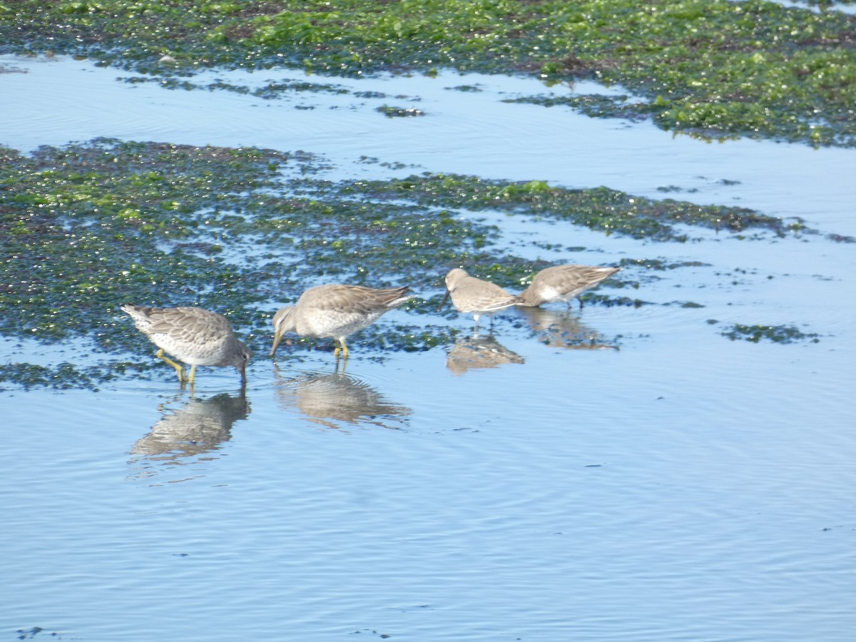 Long-billed Dowitcher - ML646285180