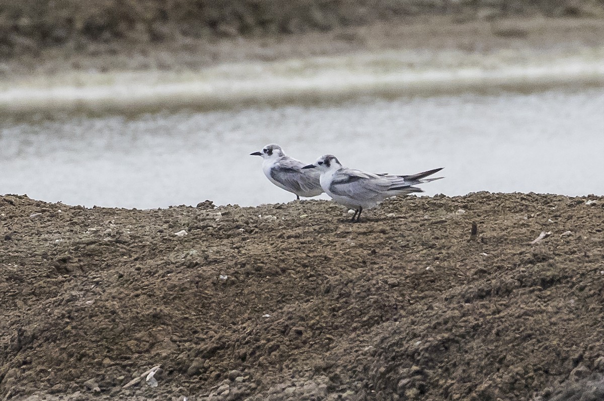 Белокрылая крачка - ML646285181