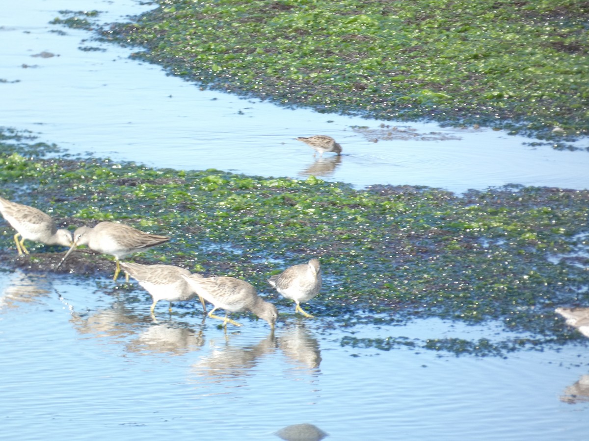 Long-billed Dowitcher - ML646285182