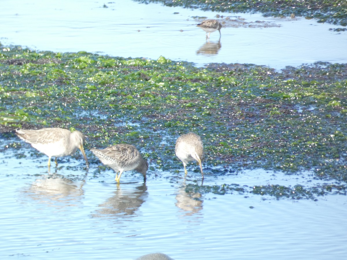Американский бекасовидный веретенник - ML646285184