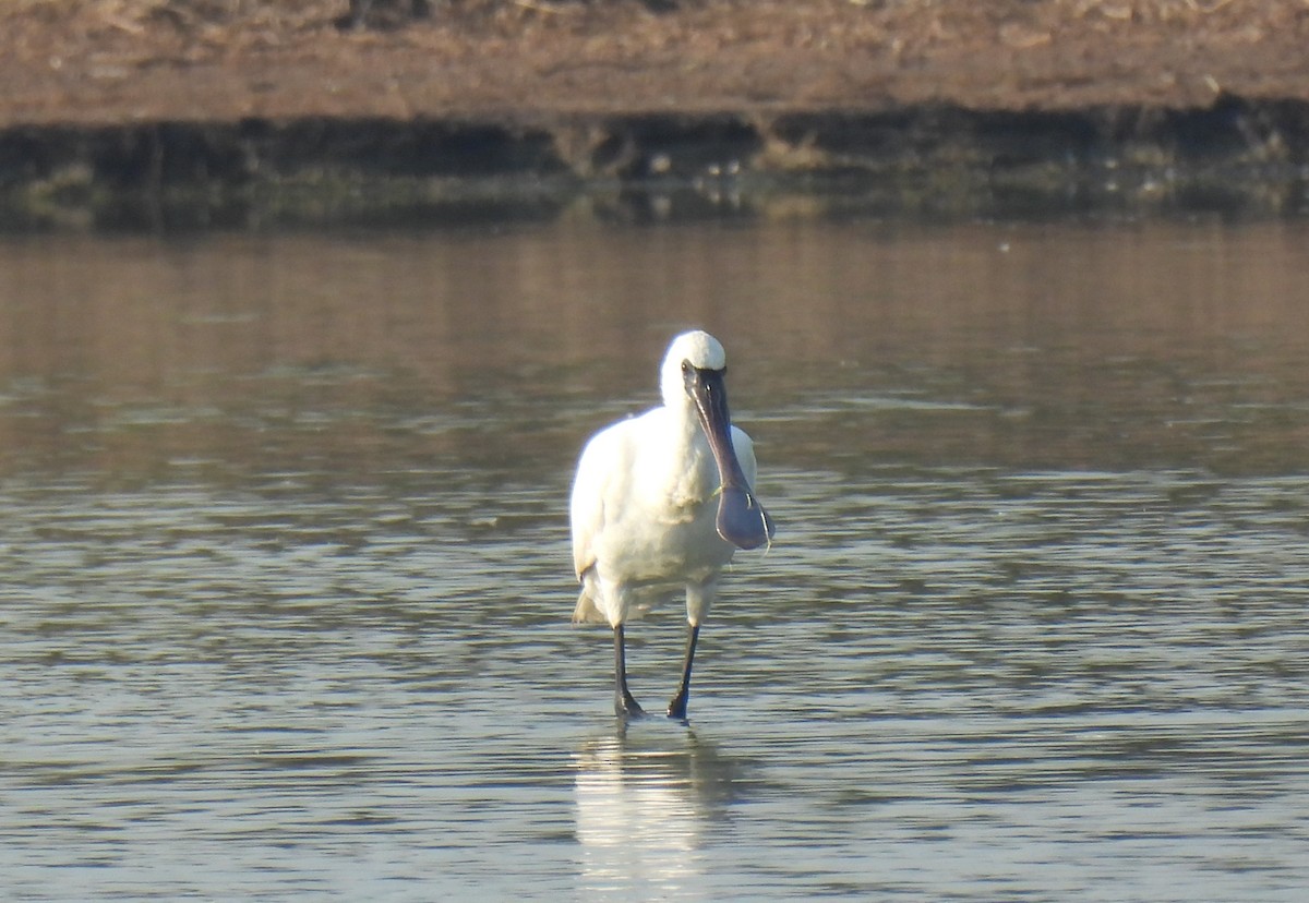 Black-faced Spoonbill - ML646285185