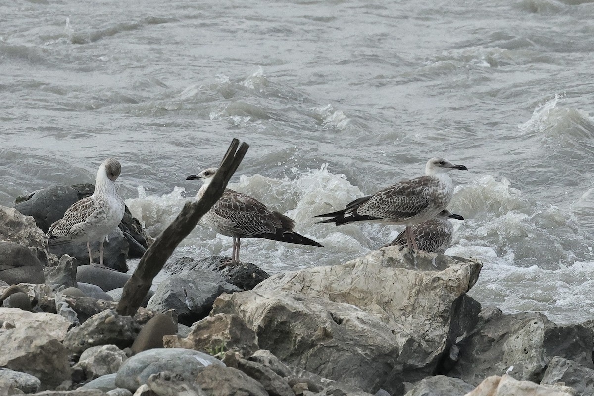 Хохотунья - ML646285186