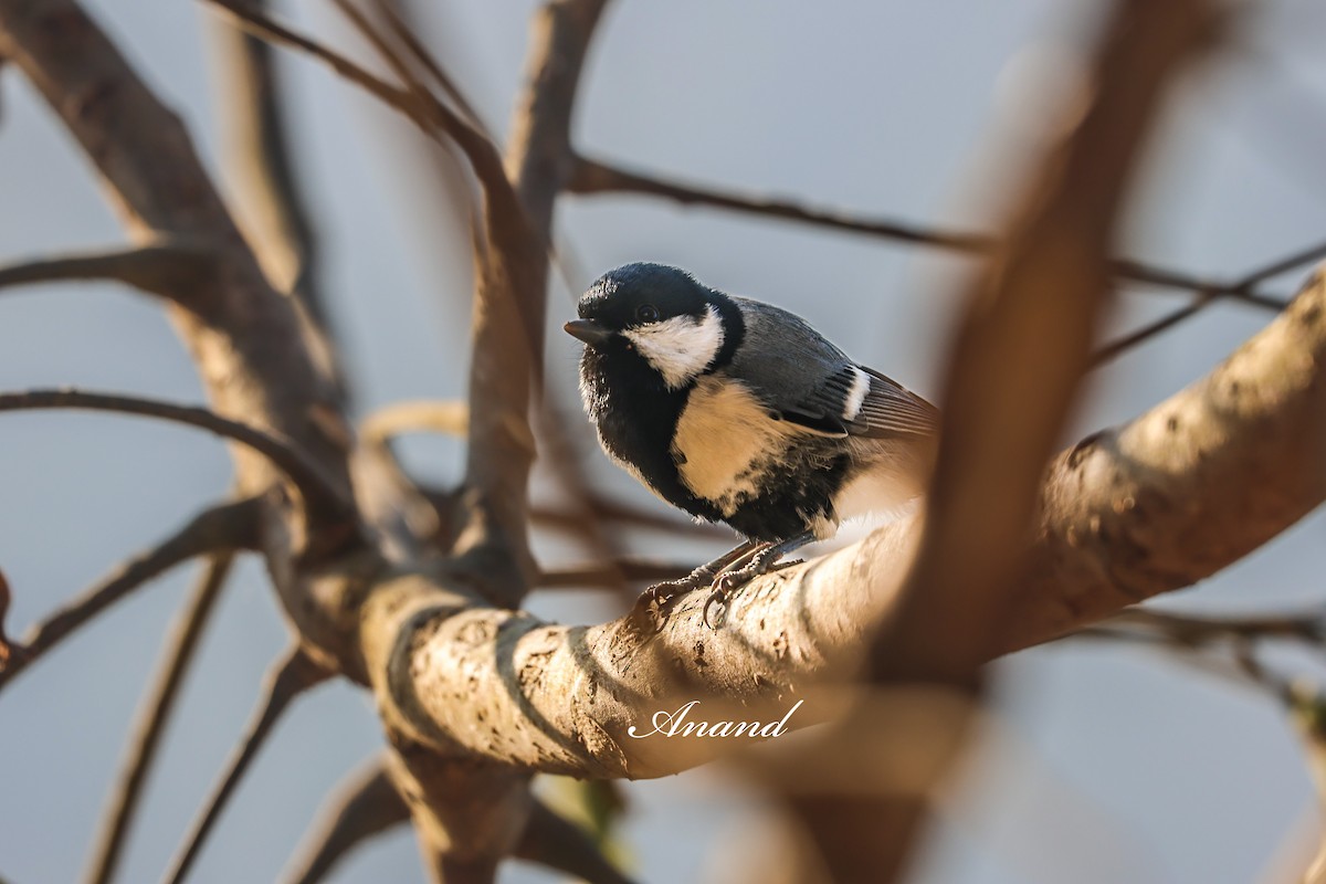 Asian Tit - ML646285187