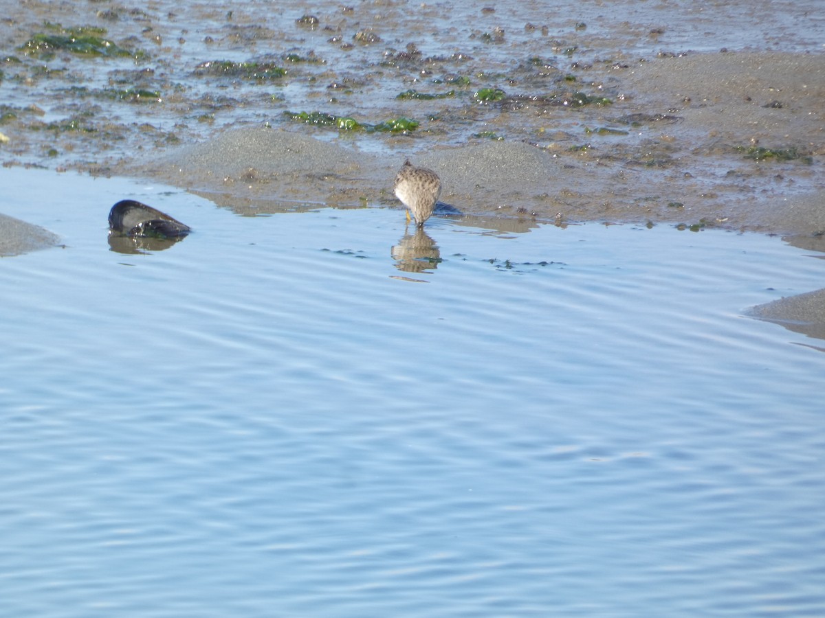 Least Sandpiper - ML646285188