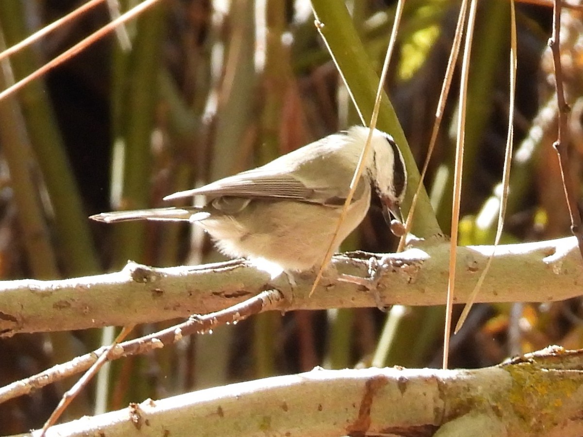 Mountain Chickadee - ML646285190