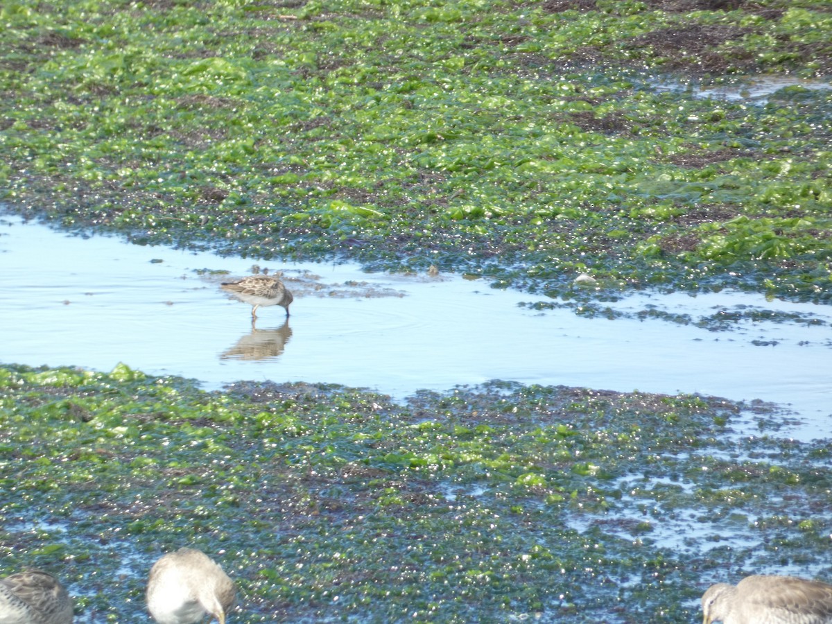 Least Sandpiper - ML646285191